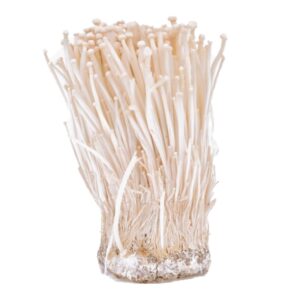 Еноки (Enoki)