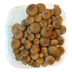 Кафяво шимеджи (Hypsizygus tessellatus)