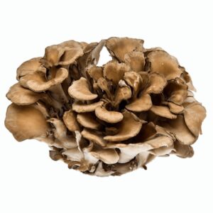 Майтаке (Grifola frondosa)